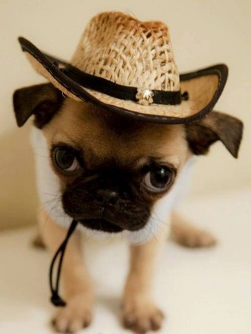 Hey, I am the new indiana jones