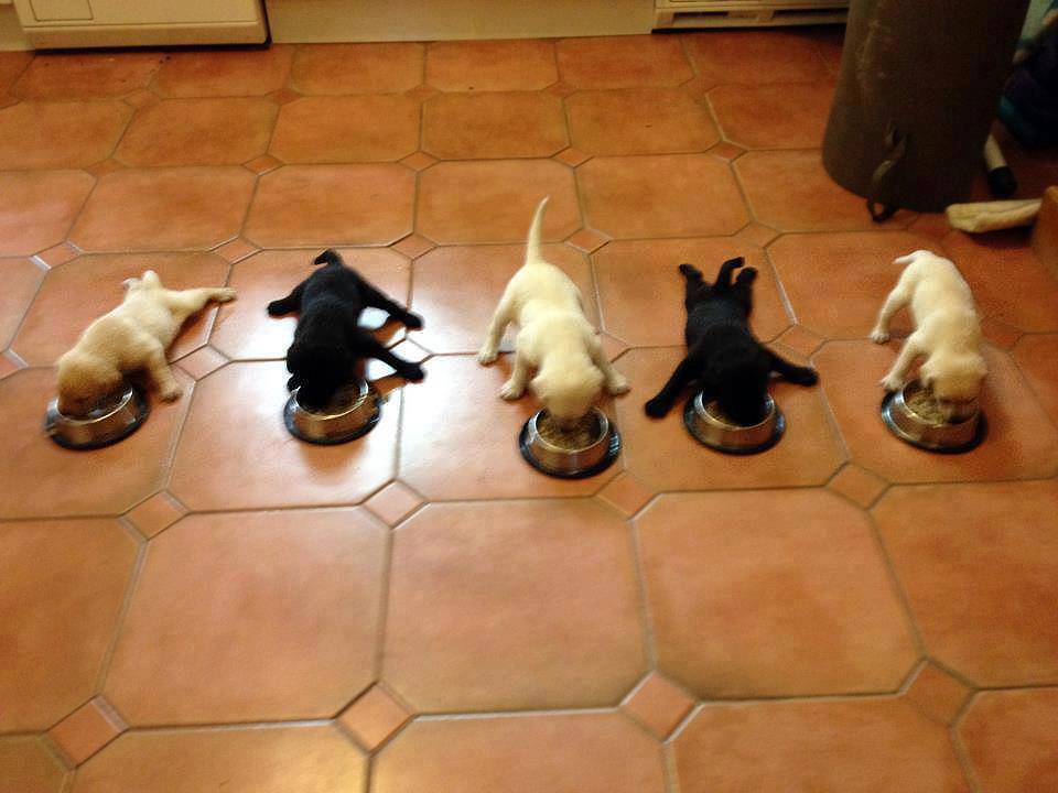 Its breakfast time puppies