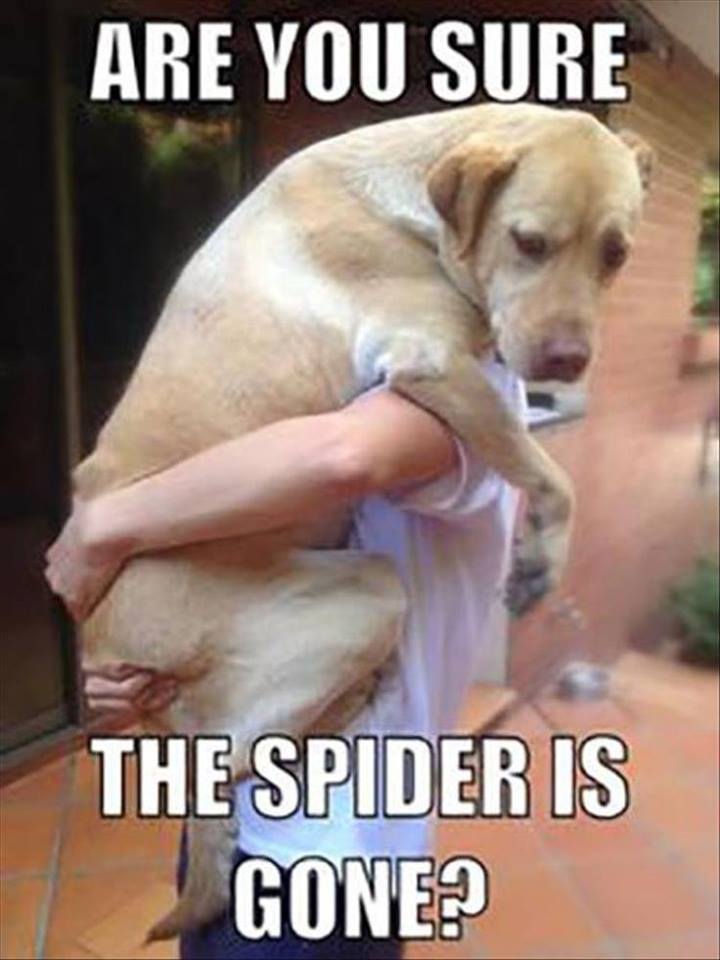 Please Help I Hate Spiders