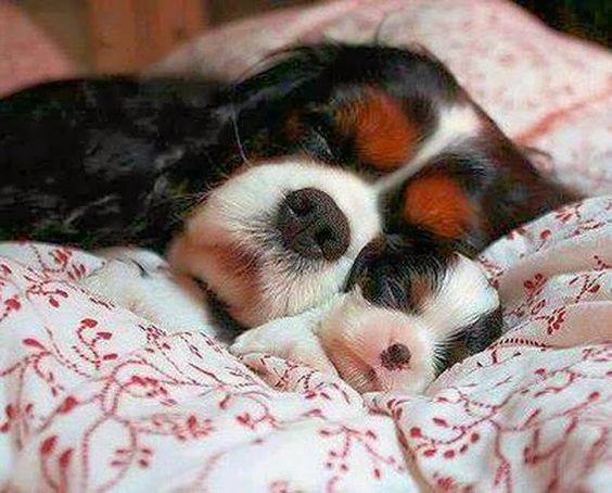The Best Dreams Come When I Sleep With You Mom