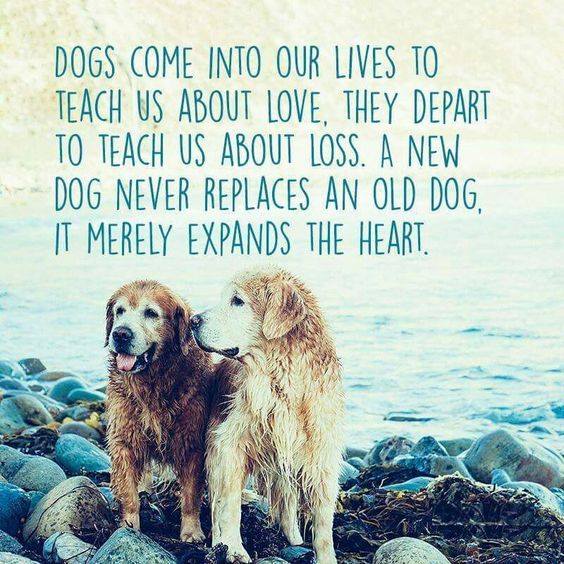Dogs Are More than Dogs